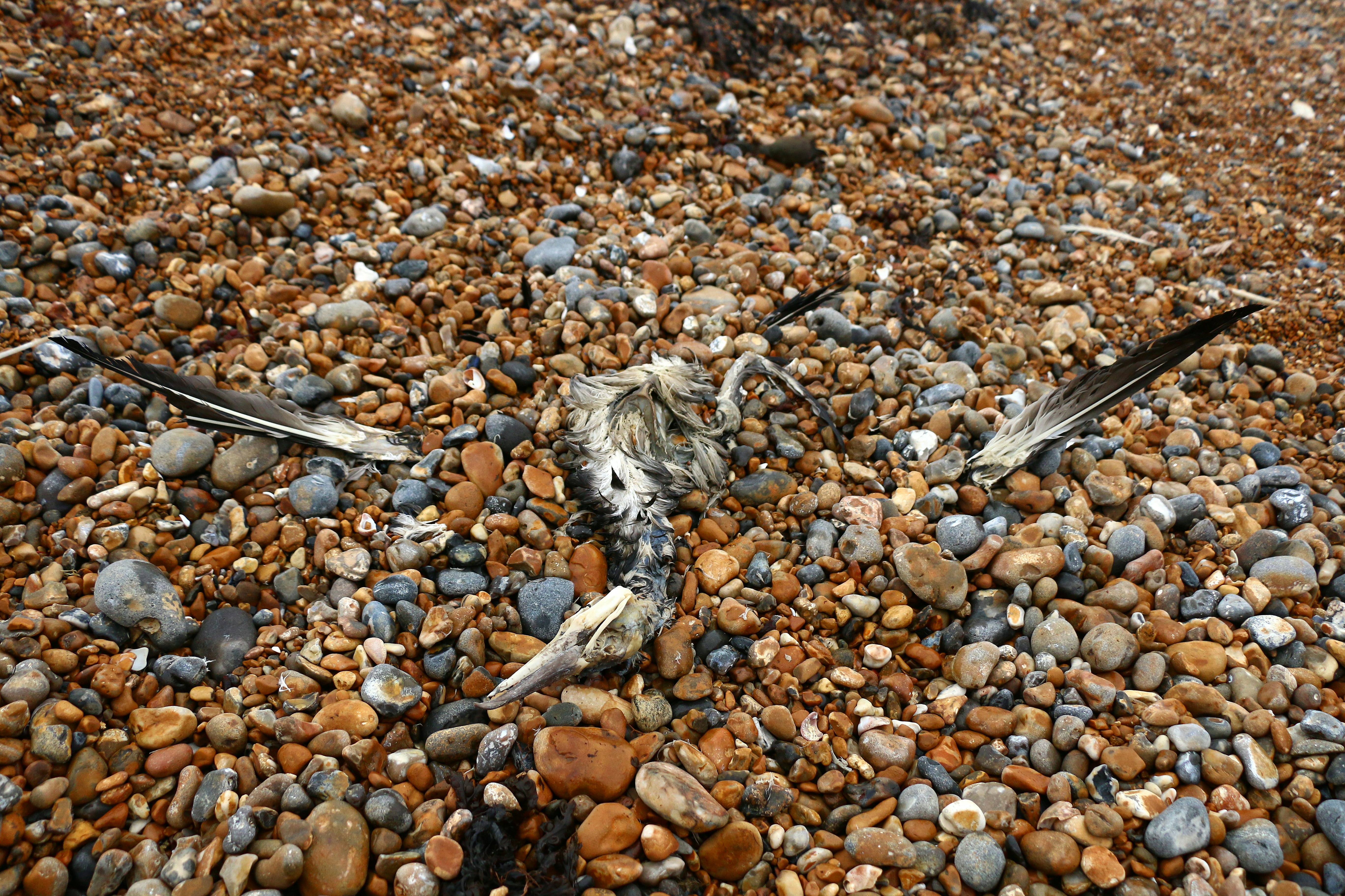 gray bird on brown and gray pebbles